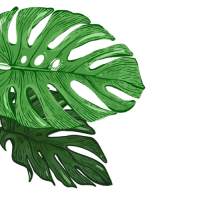 nicaragua_novenyek_002